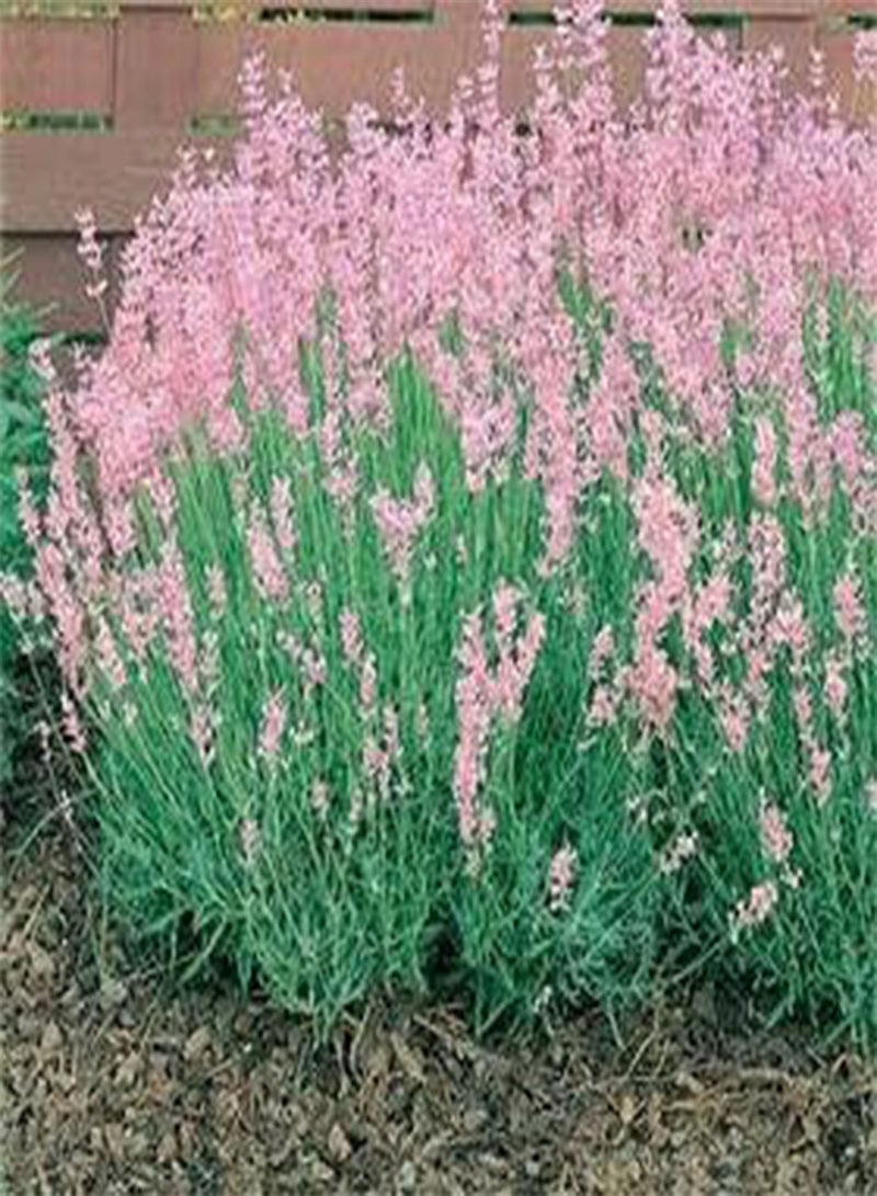 GGOOT Lavandula angustifolium Rosea 100 Seeds