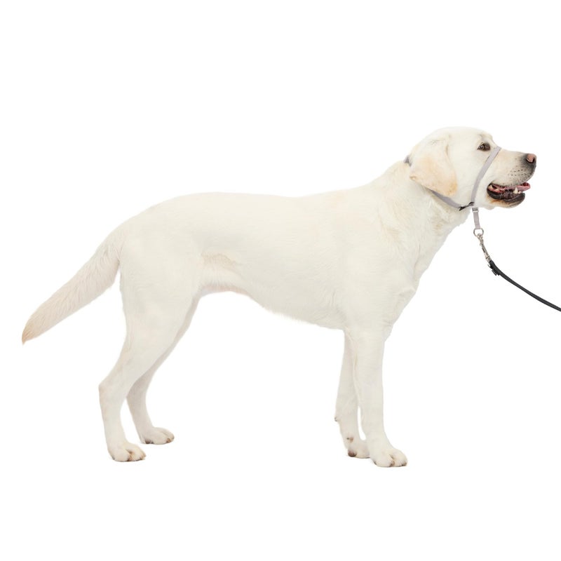 PetSafe Gentle Leader NoPull Dog Headcollar The Ultimate Solution to Pulling Redirects Your Dogs Pulling for Easier Walks Helps You Regain Control Large Silver - Image 2
