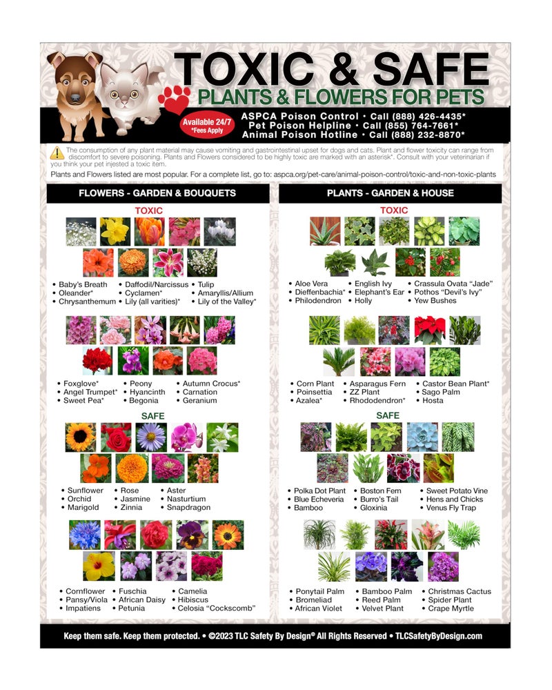TLC Safety By Design Magnetic List of Toxic Safe Plants Flowers for Pets  Dog Cat Chart  Plants Flowers Dogs Cats Should Not Eat  Chart Decorative Magnets  Pet Safety  Pet Adoption Essentials Gift 85 x 11 inches 