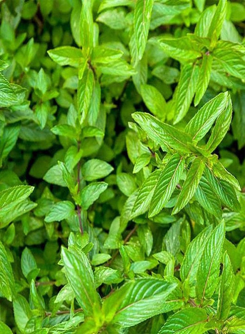 GGOOT 200Pcs Mint Seeds Perennial Herb Suitable for Indoor and Outdoor Planting Strong Aroma Unique Home Decoration Simple Cultivation - Image 1