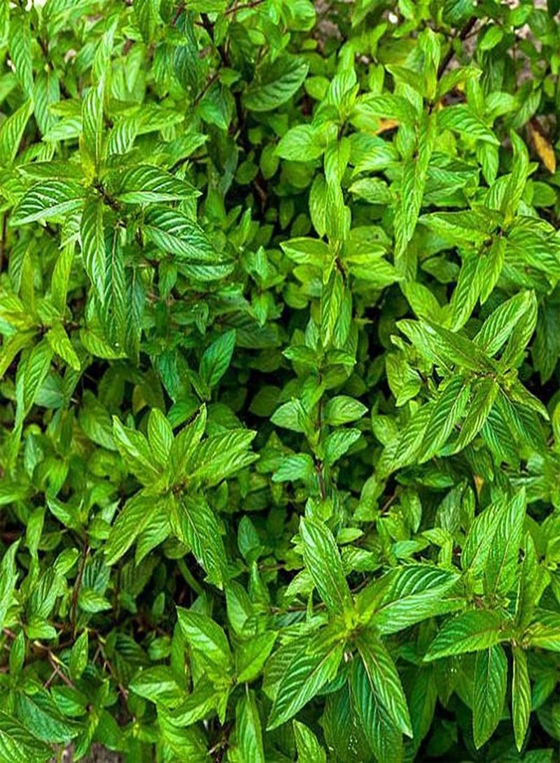 GGOOT 200Pcs Mint Seeds Perennial Herb Suitable for Indoor and Outdoor Planting Strong Aroma Unique Home Decoration Simple Cultivation - Image 2