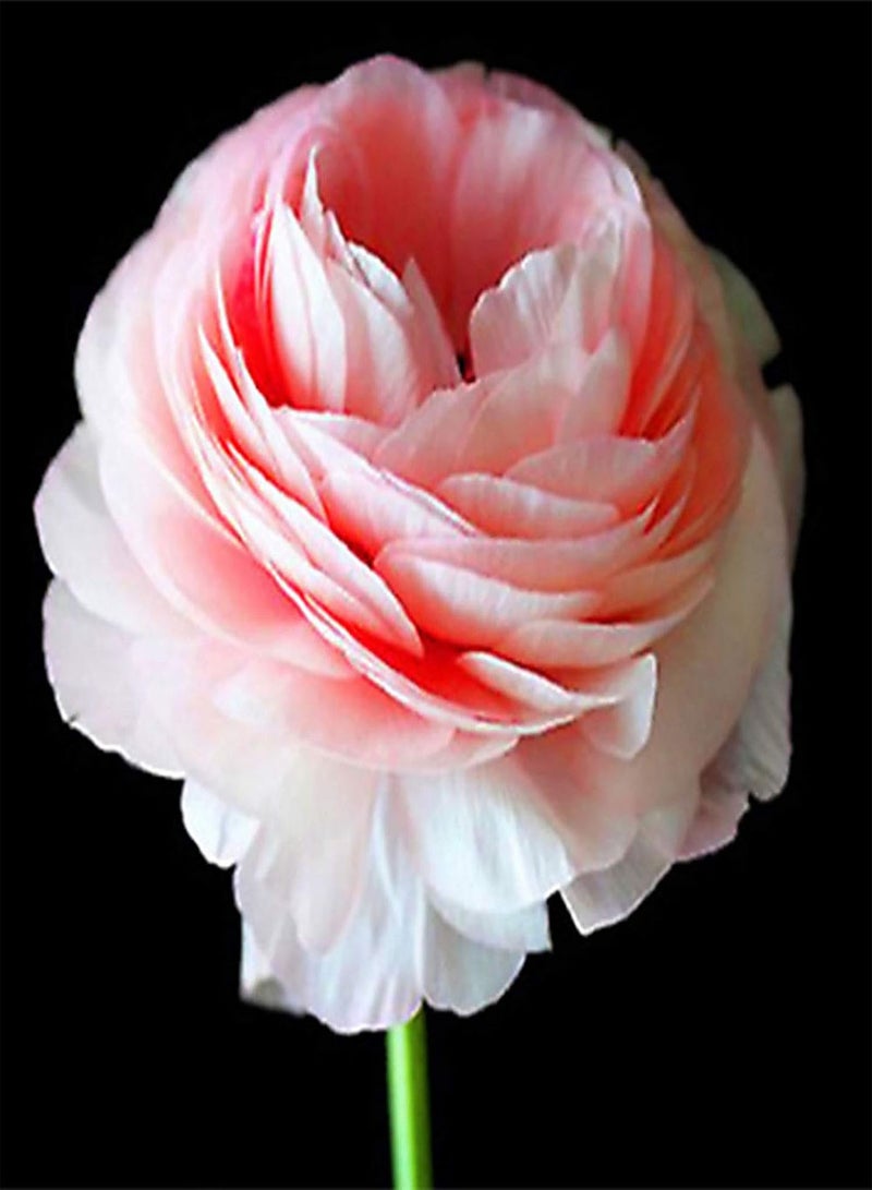 GGOOT Plant Seeds Flower Seeds100Pcs/Bag Ranunculus Asiaticus Seeds Non GMO Beautifying Brightly Colored High Yield Flower Seeds for Manor Ranunculus Asiaticus - Image 4