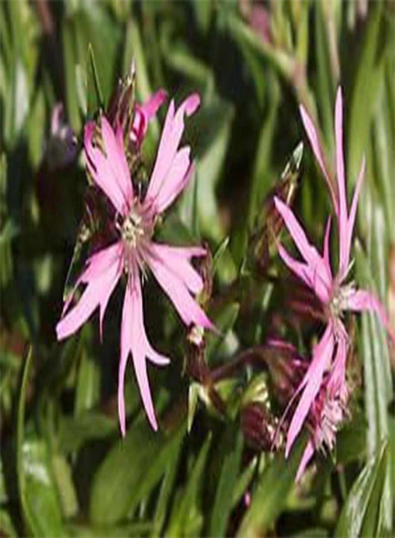 GGOOT RAGGED ROBIN Lychnis flos-cuculi 'Nana' [Congesta] HONEY BEE FOOD SEED - Image 1
