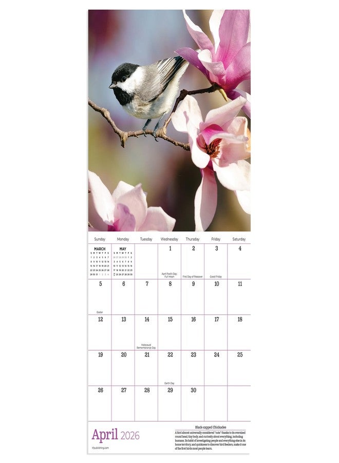 TF Publishing 2026 Backyard Birds Mini Calendar with Monthly Grids for Appointments and Scheduling - Vertical Small Wall Calendar 2026 with Premium Gloss Paper for Home and Office Organization - 7x7in - Image 2