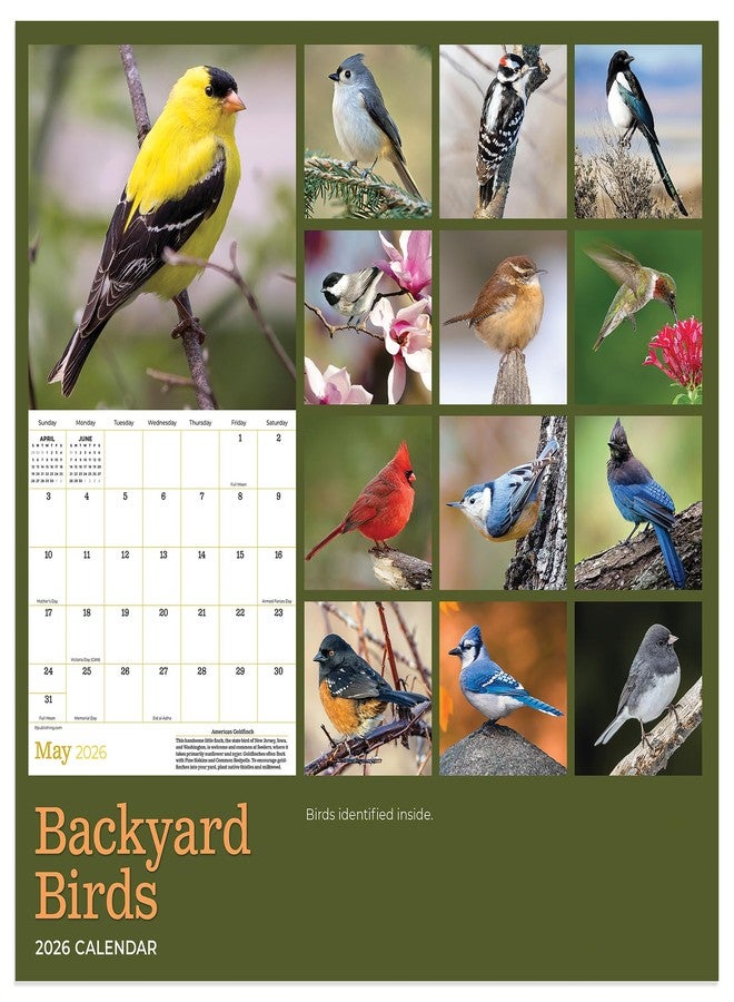 TF Publishing 2026 Backyard Birds Mini Calendar with Monthly Grids for Appointments and Scheduling - Vertical Small Wall Calendar 2026 with Premium Gloss Paper for Home and Office Organization - 7x7in - Image 3