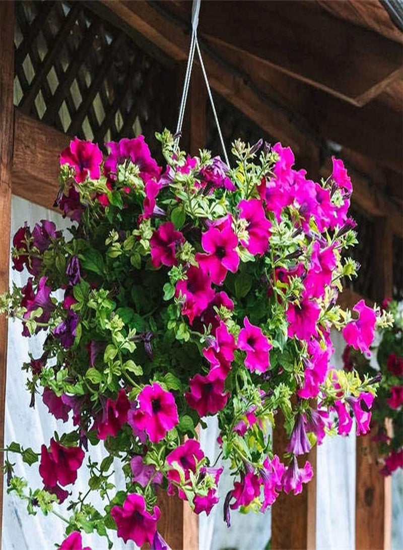 جي جوت 100 قطعة من بذور البتونيا المختلطة، زهور ملونة لتزيين فناء الحديقة، سهلة الزراعة على حافة خارجية، أصناف زهور محبوبة من قبل الناس - Image 2