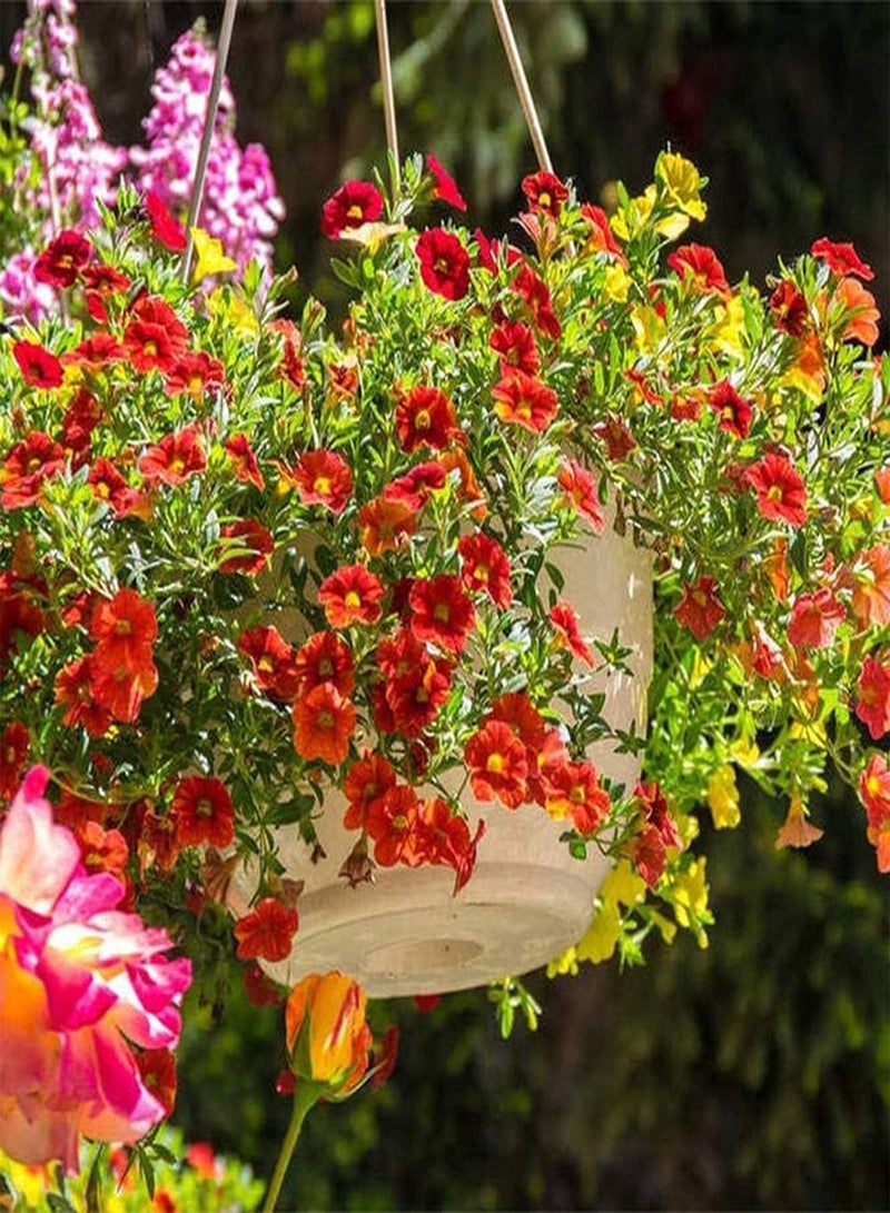 جي جوت 100 قطعة من بذور البتونيا المختلطة، زهور ملونة لتزيين فناء الحديقة، سهلة الزراعة على حافة خارجية، أصناف زهور محبوبة من قبل الناس - Image 4