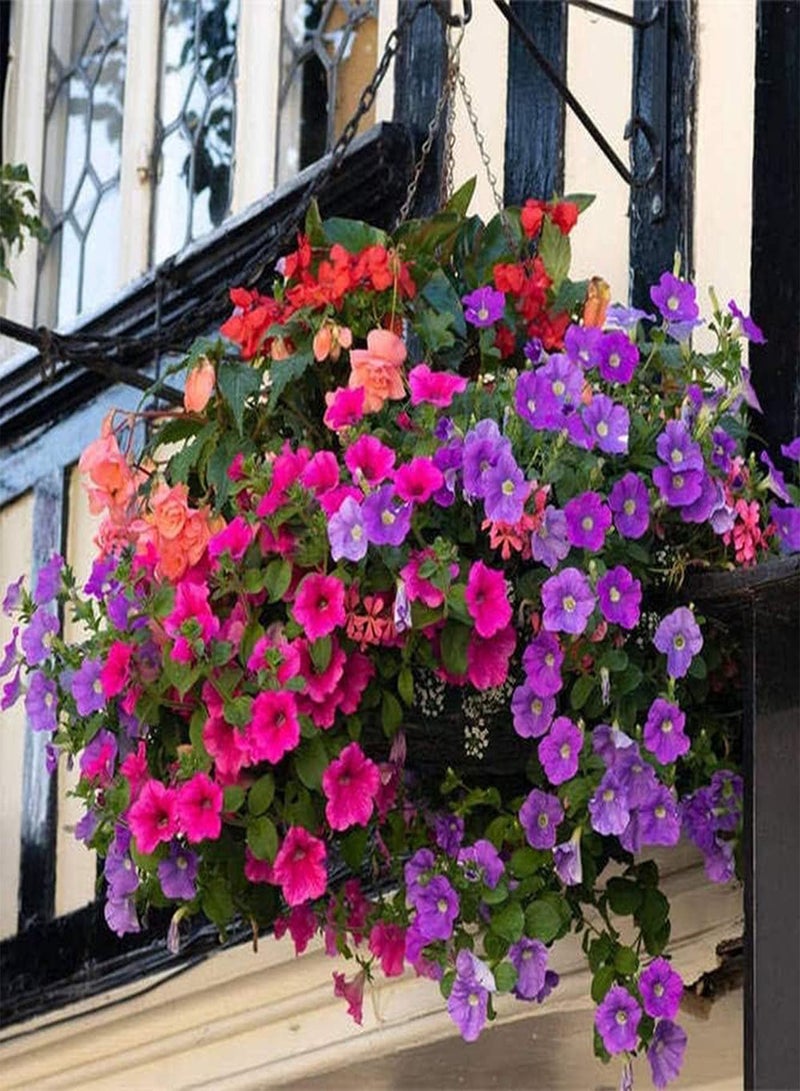 جي جوت 100 قطعة من بذور البتونيا المختلطة، زهور ملونة لتزيين فناء الحديقة، سهلة الزراعة على حافة خارجية، أصناف زهور محبوبة من قبل الناس - Image 3