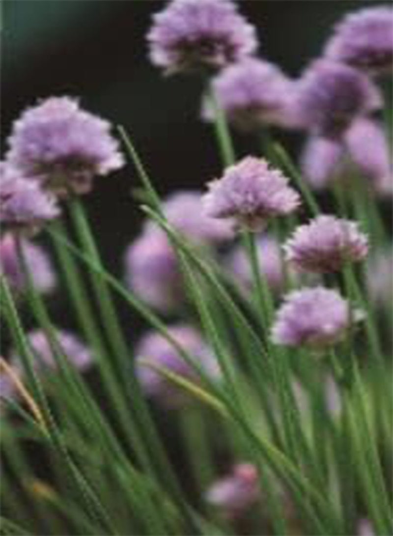 جي جوت 130 بذور من الثوم المعمر، بذور فاكهة وخضراوات طازجة من حديقة بسيطة، ازرعها بنفسك في الداخل والخارج