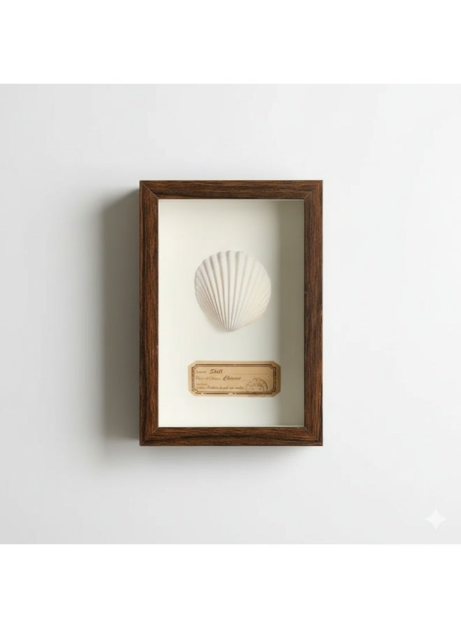 Natural Seashell Specimen Frame – Authentic White Scallop Shell with Certificate | Premium Wood Frame | 12.5 × 17.5 cm - Image 1