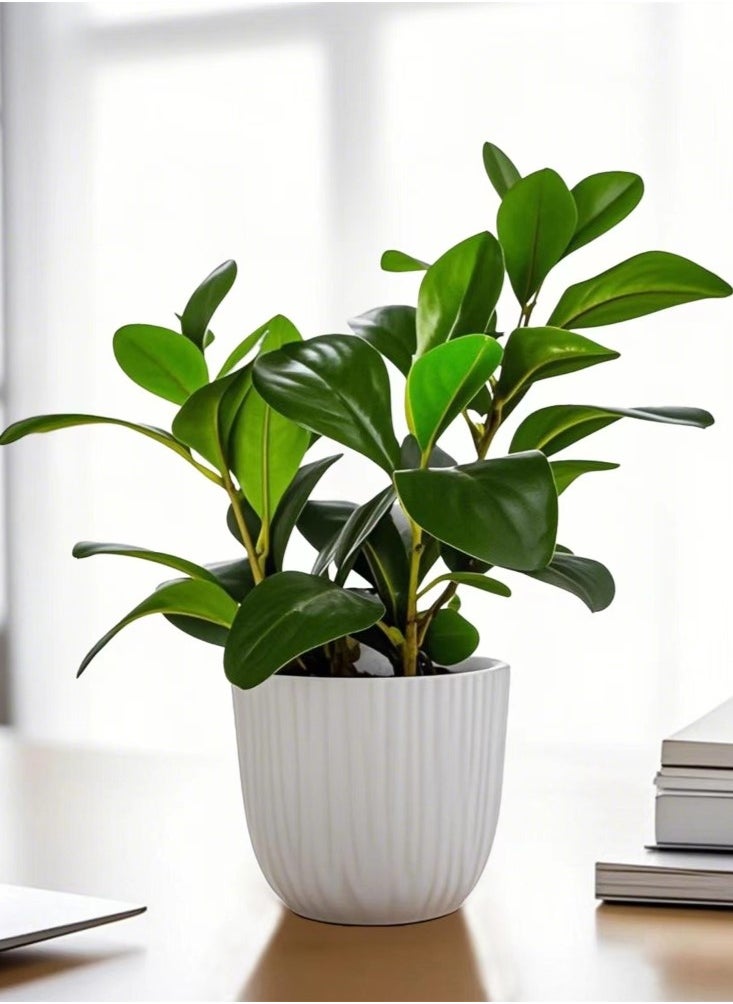 Kutis 1-Piece Simulation Potted Decorative Artificial Bonsai Plant Green Leaf Home Bedroom Living Room Desktop Decoration Green/White 9x27 cm  - Image 2
