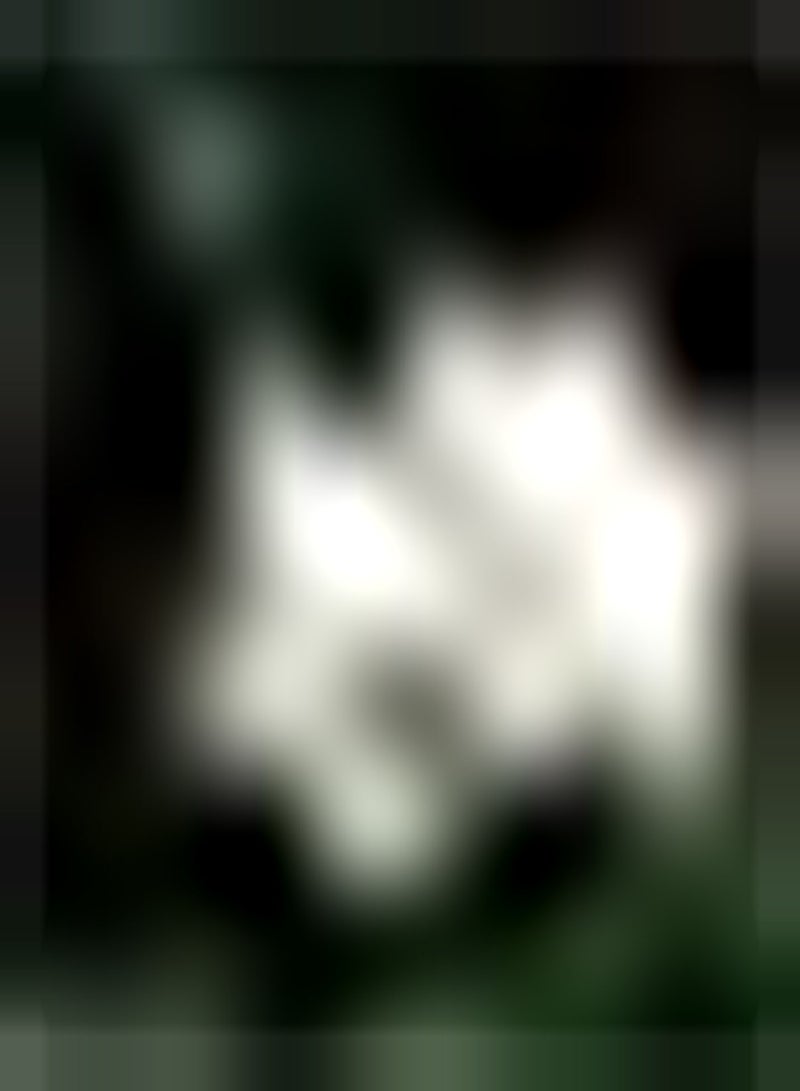 GGOOT 20pcs White Lotus seeds No Need to Maintain Too Much Easy to Plant Anywhere in The Garden to Attract Bees and Butterflies to Bring Artistic Landscape - Image 1