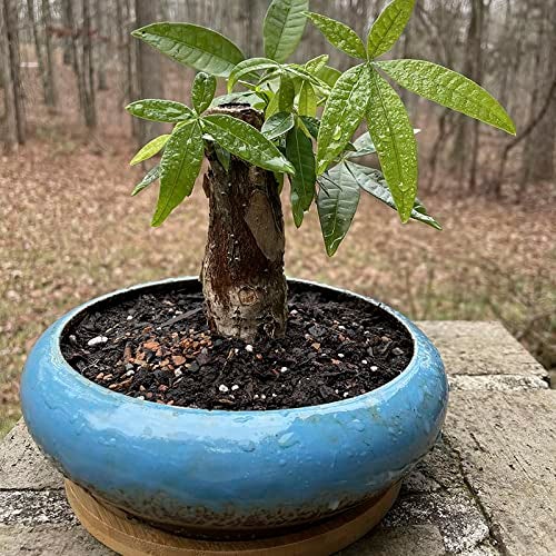 ARTKETTY Succulents Plants Artificial - 7.3 Inch Large Potted Fake Succulent Plants for Home Office Desk Decor, Realistic Faux Succulents in Glazed Ceramic Pots - Image 2