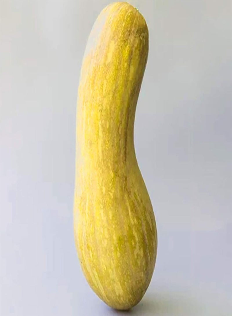 GGOOT Green Seeds, Safe and Harmless & Non-GMO,25Pcs/Bag Pumpkin Seeds Edible Low in Fat Banana Shape Melon Natural Seed Cuaurbit Seeds for Agriculture - Pumpkin Seeds - Image 4