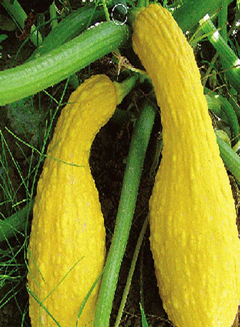 GGOOT Green Seeds, Safe and Harmless & Non-GMO,25Pcs/Bag Pumpkin Seeds Edible Low in Fat Banana Shape Melon Natural Seed Cuaurbit Seeds for Agriculture - Pumpkin Seeds - Image 2