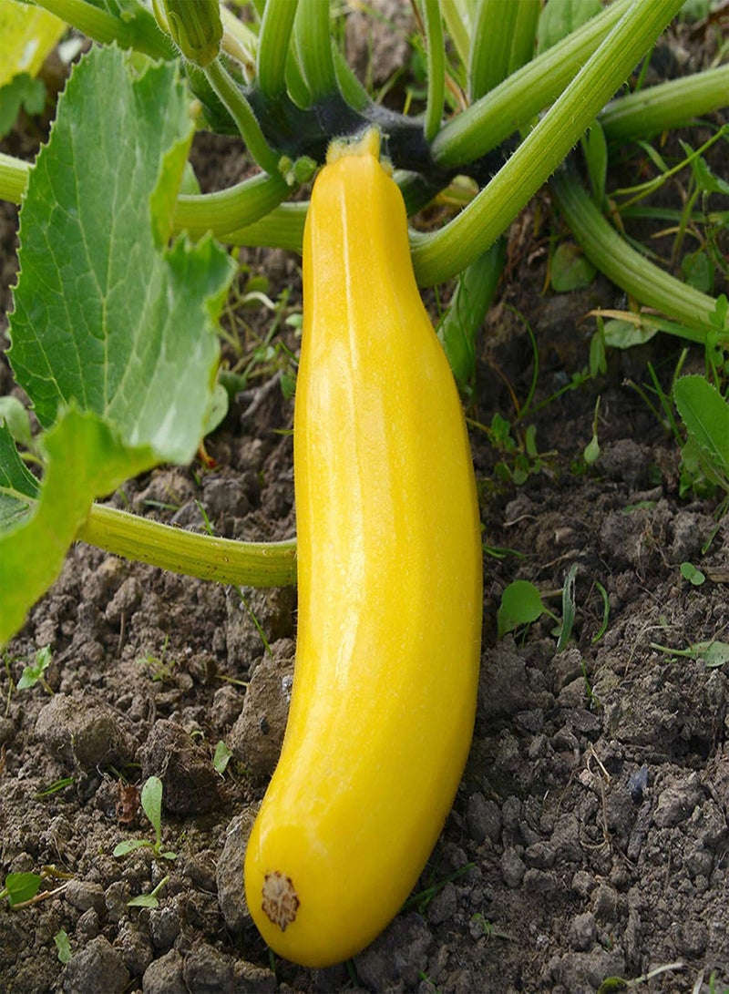 GGOOT Green Seeds, Safe and Harmless & Non-GMO,25Pcs/Bag Pumpkin Seeds Edible Low in Fat Banana Shape Melon Natural Seed Cuaurbit Seeds for Agriculture - Pumpkin Seeds - Image 3