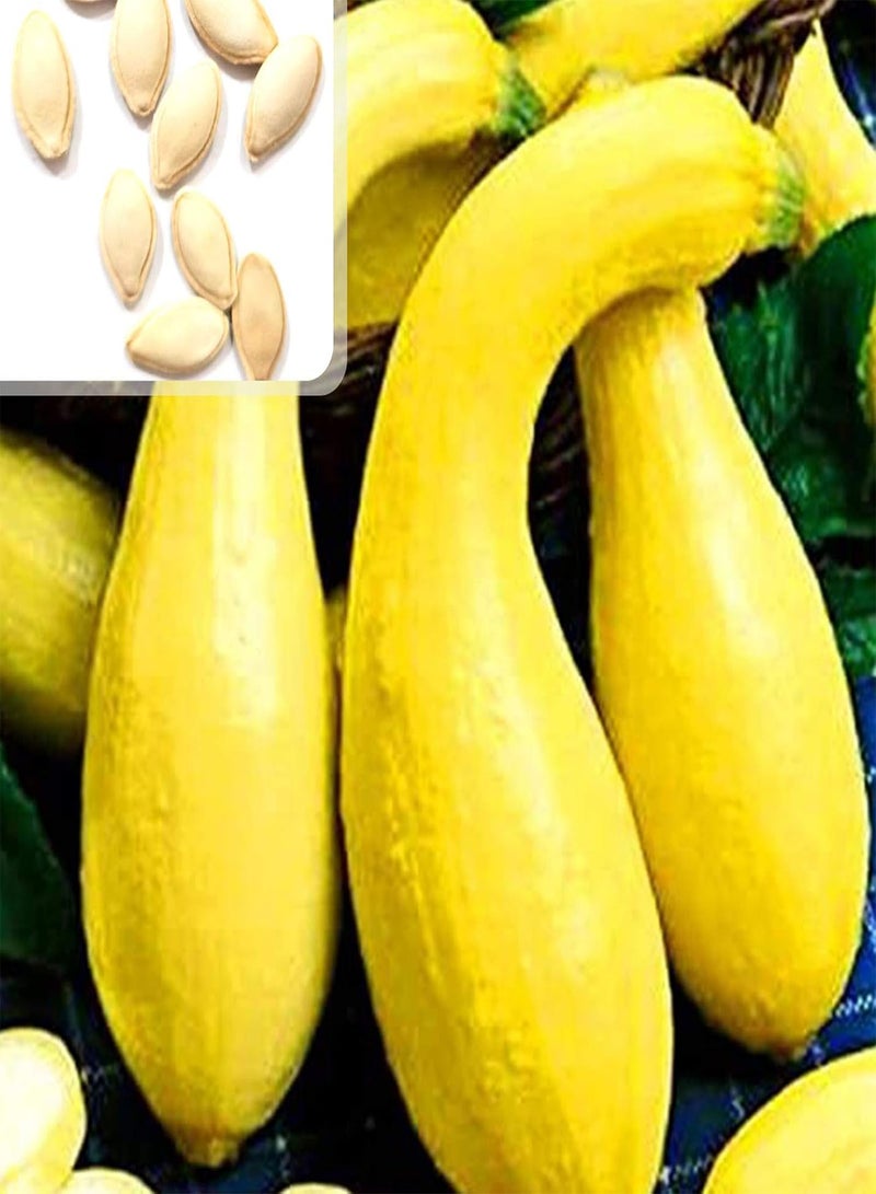 GGOOT Green Seeds, Safe and Harmless & Non-GMO,25Pcs/Bag Pumpkin Seeds Edible Low in Fat Banana Shape Melon Natural Seed Cuaurbit Seeds for Agriculture - Pumpkin Seeds - Image 1