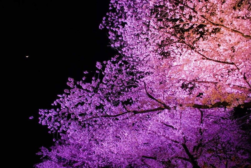 5 AceCherry blossom in night light Wall Sticker Poster|size:12x18 inch|Multicolor - Image 5