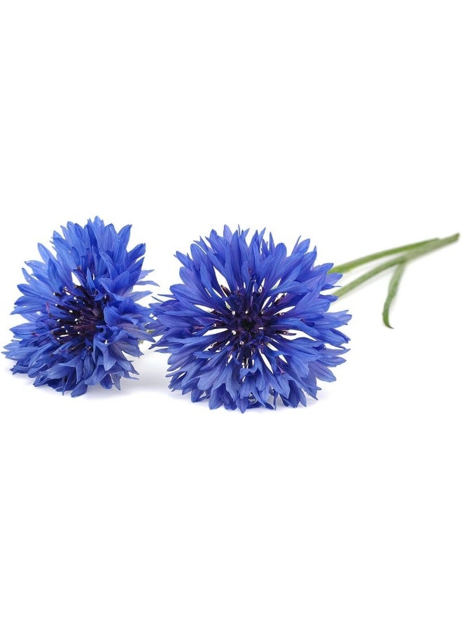 CLICK AND GROW Smart Garden Cornflower Plant Pods, 3-Pack  - Image 5