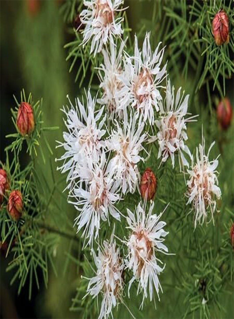 GGOOT 10pcs Fresh Dalea pinnata Flower Seeds - Image 1