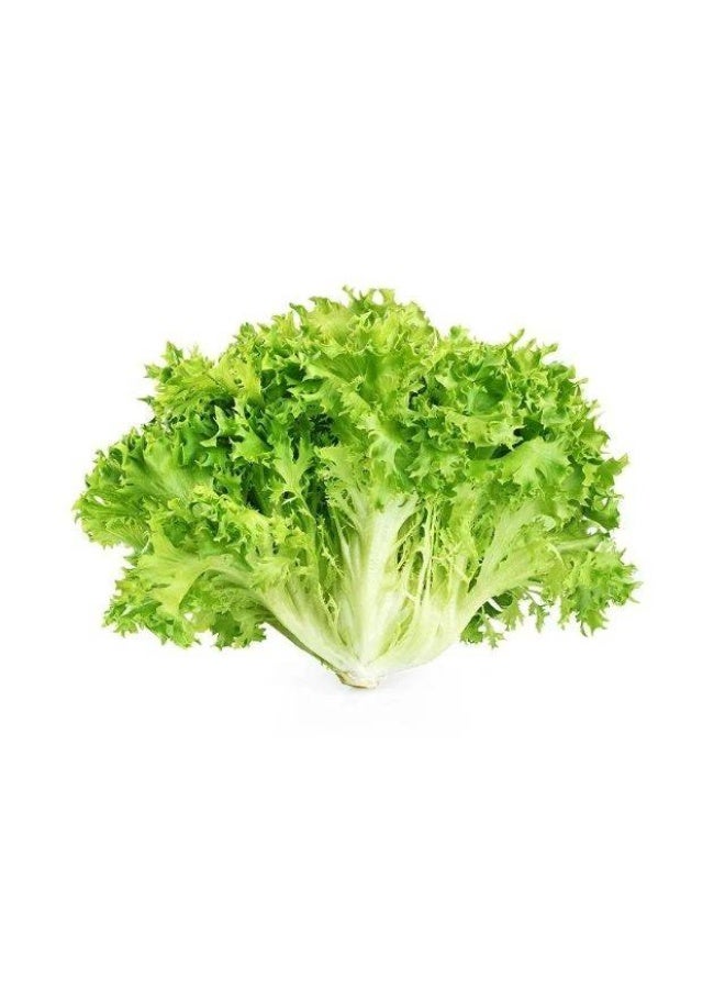 Frisee Lettuce, Approx.250 per piece, Spain