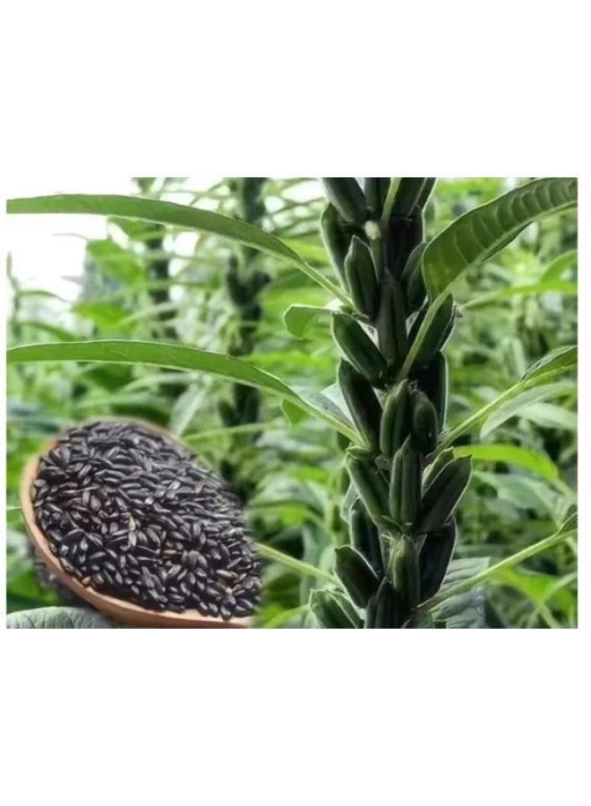 10Gram Black Sesame Seeds for Planting - Image 3
