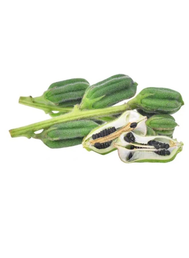 10Gram Black Sesame Seeds for Planting - Image 2