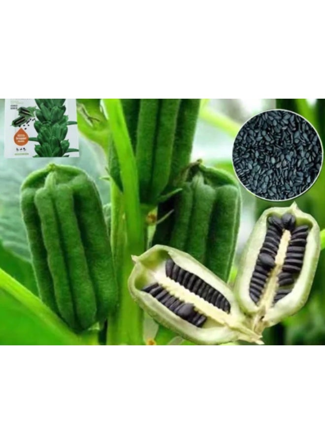 10Gram Black Sesame Seeds for Planting - Image 1