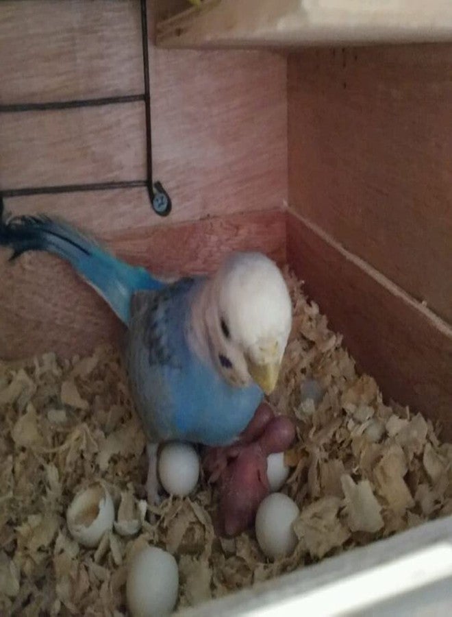 WOLEDOE 8Pcs Fake Bird Eggs, Stop Egg Laying fit Parrotlet, American Parakeet, Budgie, Diamond-Dove Artificial Eggs 14mm*19mm - Image 5