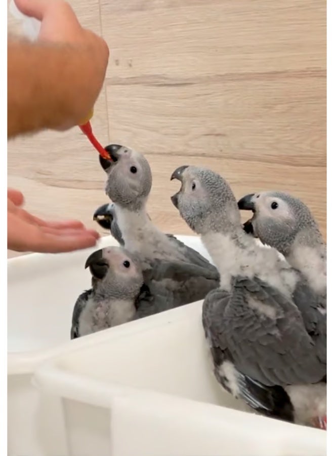 PSITTACUS Hand Feeding Syringe with Red Soft Feeding Tube – Safe Feeding Syringe for Baby Birds, Parrots & Small Animals - 20ml - Image 3