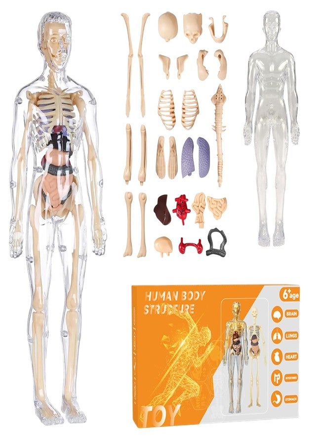 NHR 3D Human Body Model for Kids and Children, Fully Transparent 29 Pieces Anatomy Kit with Organs and Bones, STEM Learning Skeleton and Body Parts Toy for Ages 5+ Years - Image 1