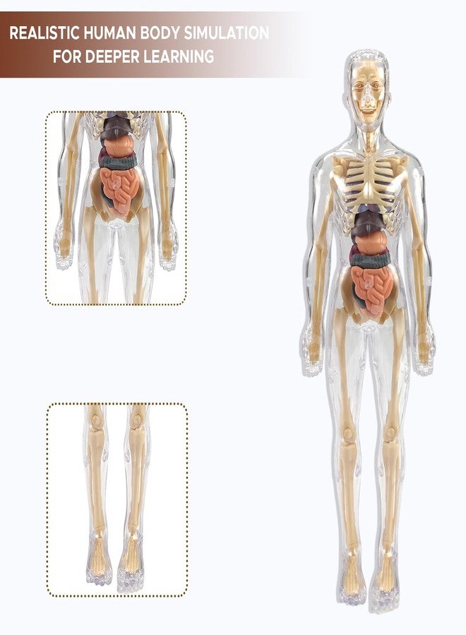NHR 3D Human Body Model for Kids and Children, Fully Transparent 29 Pieces Anatomy Kit with Organs and Bones, STEM Learning Skeleton and Body Parts Toy for Ages 5+ Years - Image 3