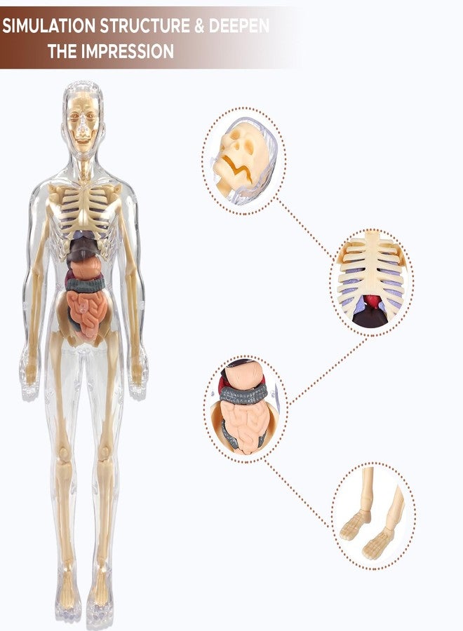 NHR 3D Human Body Model for Kids and Children, Fully Transparent 29 Pieces Anatomy Kit with Organs and Bones, STEM Learning Skeleton and Body Parts Toy for Ages 5+ Years - Image 5
