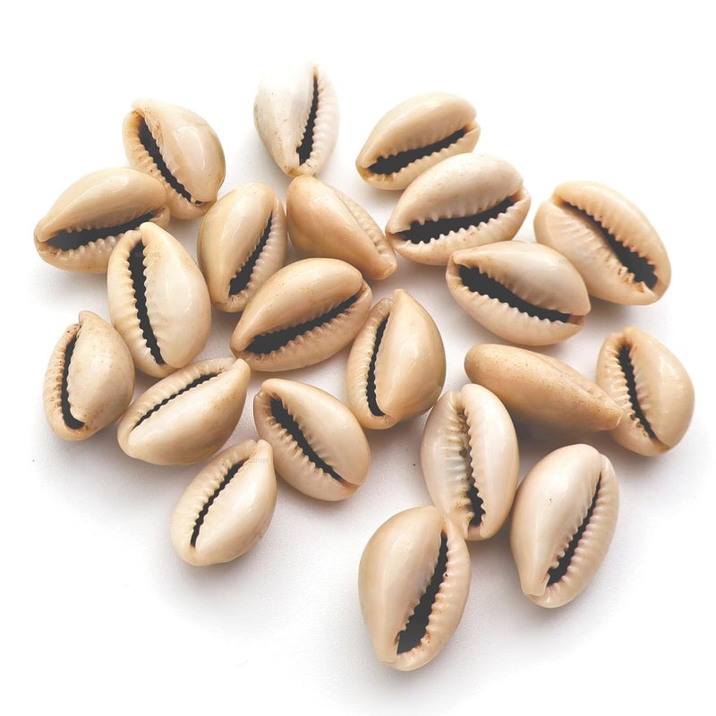 Senroar Sea Shell Pili Kodi, Yellow Kaudi, Tiger Kaudi, For Diwali Pooja Decoration- Decorative sea shell (Gray Kaudi 1 to 2 cm 21pcs) - Image 1