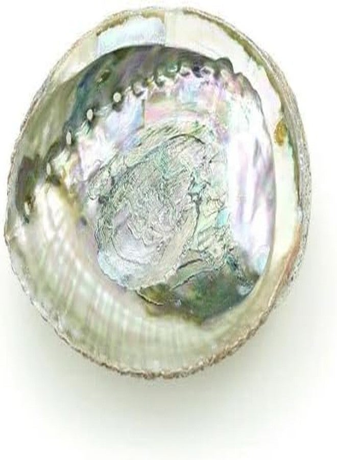 Zhuluck Colorful Large Abalone Shell Bowl 4-4.5 Inch Natural Smudge Bowl for Sage Burning and Incense Sea Shell Smudging Bowl for Decor and Display, Incense Holders - Image 1