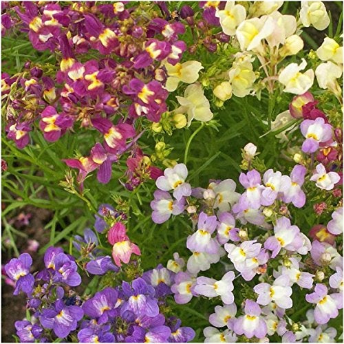 Seed Needs, Fairy Bouquet Snapdragon Seeds - Blend of 5,000 Heirloom Seeds for Planting Linaria maroccana - Annual Flowers to Attract Pollinators to a Butterfly Garden (1 Pack) - Image 2