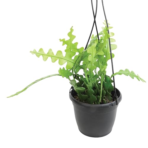 Plants for Pets Zigzag Fishbone Cactus Plants Hanging Basket, Epiphyllum Plant, RIC Rac Cactus Plants Live Succulents Plants Live Houseplants, House Plants Indoors Live Indoor House Plants by Plants for Pets - Image 1