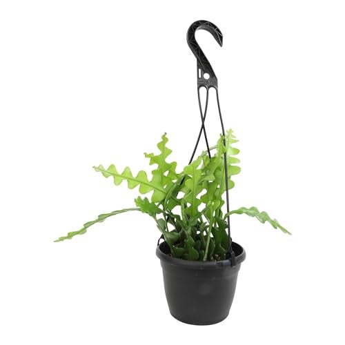 Plants for Pets Zigzag Fishbone Cactus Plants Hanging Basket, Epiphyllum Plant, RIC Rac Cactus Plants Live Succulents Plants Live Houseplants, House Plants Indoors Live Indoor House Plants by Plants for Pets - Image 3
