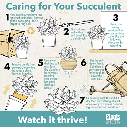 Plants for Pets Zigzag Fishbone Cactus Plants Hanging Basket, Epiphyllum Plant, RIC Rac Cactus Plants Live Succulents Plants Live Houseplants, House Plants Indoors Live Indoor House Plants by Plants for Pets - Image 4
