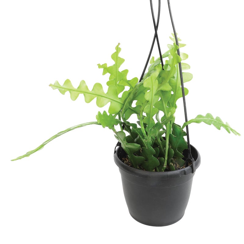 Plants for Pets Zigzag Fishbone Cactus Plants Hanging Basket, Epiphyllum Plant, RIC Rac Cactus Plants Live Succulents Plants Live Houseplants, House Plants Indoors Live Indoor House Plants by Plants for Pets - Image 5