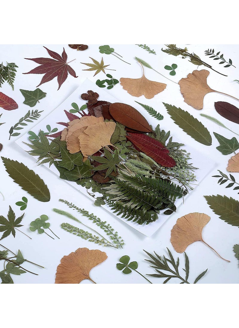 AHTONG 100 PCS Real Dried Pressed Greenery Leaves Natural Plant Herbarium for DIY Resin Mold Jewelry Making Craft 20 Styles 