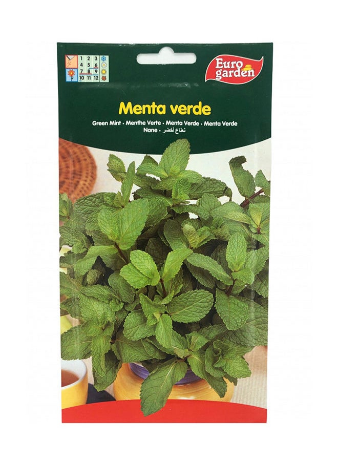 Euro Garden بذور يورو جاردن ذات النعناع الأخضر عالية الجودة  - Image 1