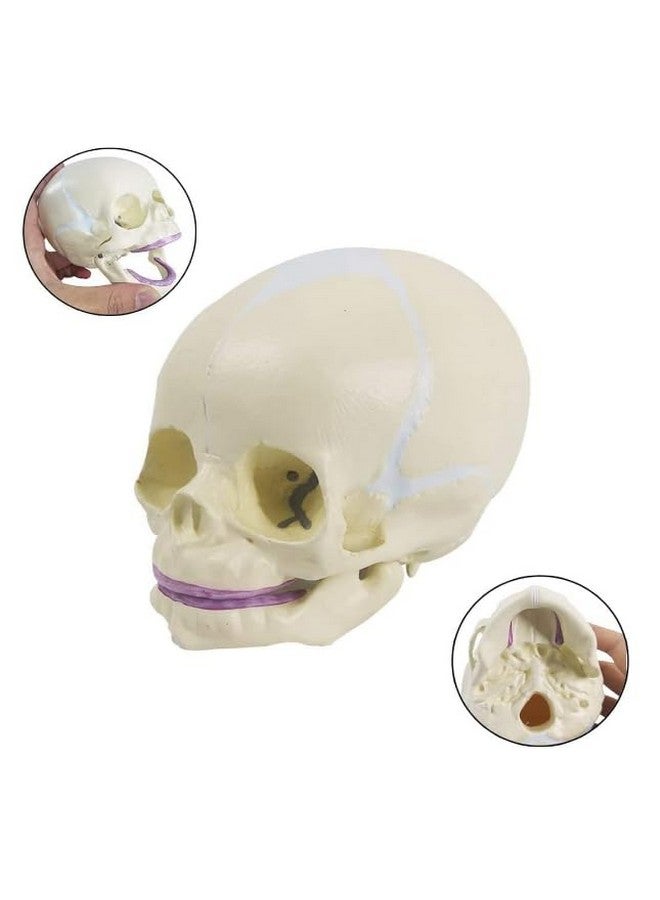 Labzio - Micro Skull Model, Natural Size, 3 Part Anatomical Learning Skeleton Head for Students- Easy to Carry, (Fetus Skull Model) with Articulating Jaw Premium Anatomical Model - Image 2