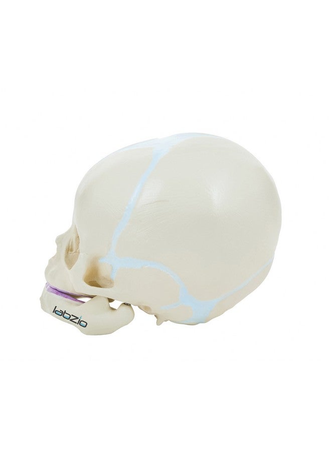 Labzio - Micro Skull Model, Natural Size, 3 Part Anatomical Learning Skeleton Head for Students- Easy to Carry, (Fetus Skull Model) with Articulating Jaw Premium Anatomical Model - Image 5