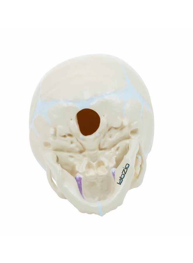 Labzio - Micro Skull Model, Natural Size, 3 Part Anatomical Learning Skeleton Head for Students- Easy to Carry, (Fetus Skull Model) with Articulating Jaw Premium Anatomical Model - Image 3