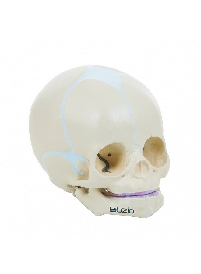 Labzio - Micro Skull Model, Natural Size, 3 Part Anatomical Learning Skeleton Head for Students- Easy to Carry, (Fetus Skull Model) with Articulating Jaw Premium Anatomical Model - Image 1
