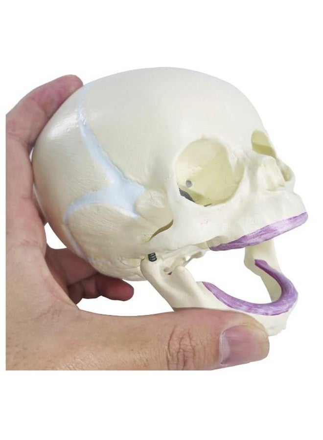 Labzio - Micro Skull Model, Natural Size, 3 Part Anatomical Learning Skeleton Head for Students- Easy to Carry, (Fetus Skull Model) with Articulating Jaw Premium Anatomical Model - Image 4