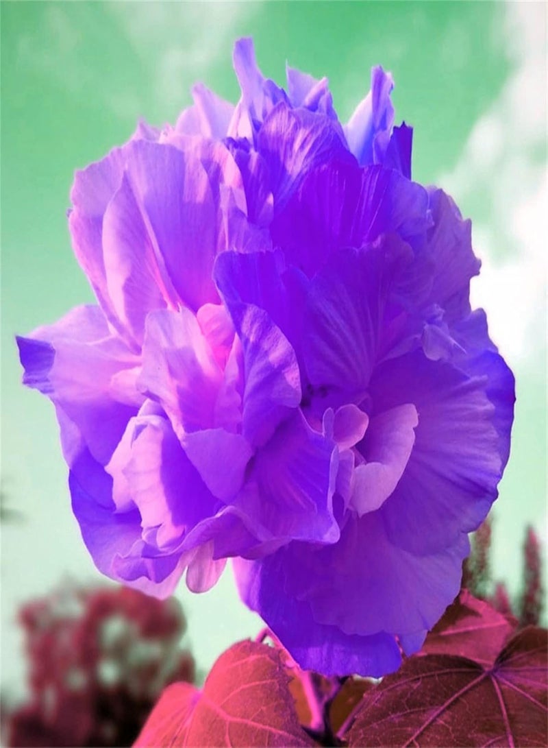 GGOOT Hibiscus Seeds for Planting Now Used for Planting Home Gardens and Homesteads Mix Flower Seeds Packets Bulk-1500 PCS,B