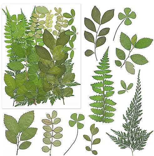 Vignee 170Pcs+ Real Dried Pressed Flowers Leaves Petals for Crafts-Beautiful Pressed Flowers Daisies for Resin Jewellery, Pressed Flowers Nail Pendant Crafts Making Craft DIY Accessories with 1pcs Tweezers - Image 3