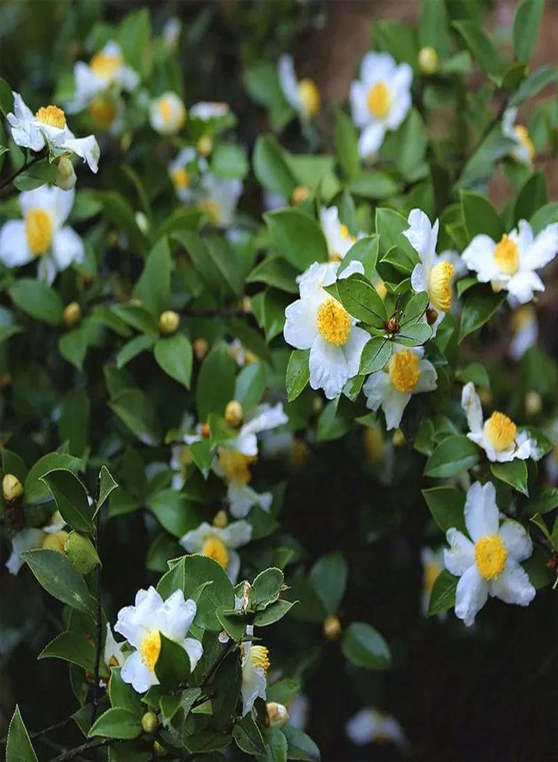 GGOOT 10Pcs/Bag Camellia Seeds for Planting, Heliophilous Well-Ventilated Natural High Germination Fragrance Seeds for Home - Seeds - Image 1